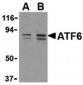 ATF6 Antibody (C-Terminus)