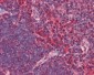 CXCR6 Antibody (N-Terminus)
