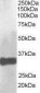 CLDN14 / Claudin 14 Antibody (C-Terminus)