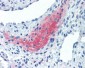 TGFB4 / LEFTY2 Antibody (clone 7C5G1H6H10)