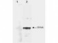 TGFB4 / LEFTY2 Antibody (clone 7C5G1H6H10)