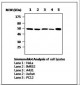 SMAD3 Antibody (clone AF9F7)