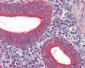 TRIM5 Antibody