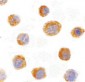 IL27 Antibody (N-Terminus)