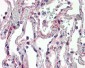 IL27 Antibody (N-Terminus)