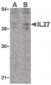 IL27 Antibody (N-Terminus)
