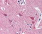 VGF Antibody (C-Terminus)