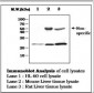 GPX1 / Glutathione Peroxidase Antibody (clone 13B2AF)