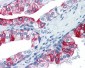 PMEL / SILV / gp100 Antibody (C-Terminus)