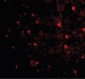 RTN4 / Nogo Antibody (Internal)