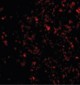 IL33 Antibody (Internal)