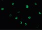 NOD2 / CARD15 Antibody (C-Terminus)