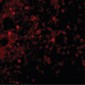 TNFRSF17 / BCMA Antibody (C-Terminus)