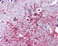 DHX58 / LGP2 Antibody (Internal)