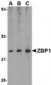 ZBP1 Antibody (C-Terminus)