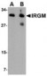 IRGM / LRG-47 Antibody (Internal)