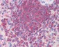 ARPC2 / p34-Arc Antibody (C-Terminus)