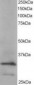 ARPC2 / p34-Arc Antibody (C-Terminus)