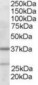 ARPC1B / p41-ARC / ARP2 Antibody (N-Terminus)