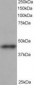 ACTR1B Antibody (C-Terminus)