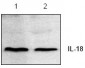 IL18 Antibody
