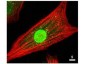 AKT1 + AKT2 + AKT3 Antibody (C-Terminus)