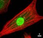 AKT1 + AKT2 + AKT3 Antibody (C-Terminus)