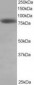 HEC1 / NDC80 Antibody (C-Terminus)