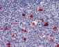 CTSD / Cathepsin D Antibody (clone 4G2)