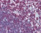 CD45 Antibody (aa1029-1249, clone 3G4)