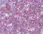 CD45 Antibody (aa1029-1249, clone 3G4)