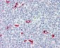 IRF7 Antibody (aa1-150, clone 3D9)