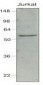 IRF7 Antibody (aa1-150, clone 3D9)
