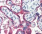 HSPD1 / HSP60 Antibody (aa1-573, clone 2E4)