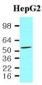 PDCD4 Antibody (aa1-469, clone K4C1)
