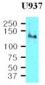 ITGB1 / Integrin Beta 1 / CD29 Antibody (aa34-141, clone K2D5)