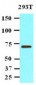 PPM1G Antibody (aa317-546, clone K1G6)
