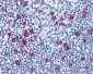 LMNA / Lamin A/C Antibody (aa464-572, clone JOL2)