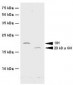 GH / Growth Hormone Antibody (clone G3H5)