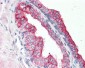 RNF34 Antibody (N-Terminus)