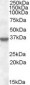 ANXA1 / Annexin A1 Antibody (C-Terminus)