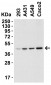 CerS6 / LASS6 Antibody (N-Terminus)