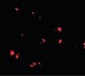 LASS5 Antibody (C-Terminus)