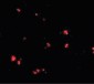 LASS5 Antibody (C-Terminus)