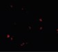 LASS5 Antibody (C-Terminus)