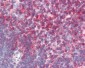 CD44 Antibody (clone MEM-85)