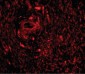 TRIM5 Antibody (C-Terminus)
