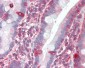 TRIM5 Antibody (C-Terminus)