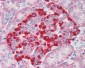 TRIM5 Antibody (C-Terminus)