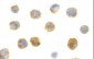 BECN1 / Beclin-1 Antibody (C-Terminus)